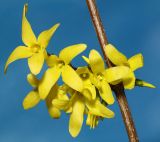 род Forsythia. Веточка с цветками. Ростовская обл., г. Таганрог, в культуре на газоне. 04.04.2016.