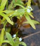 Myosotis cespitosa