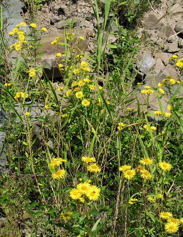 Изображение особи Inula japonica.