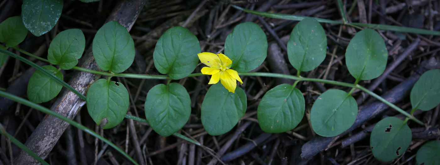 Изображение особи Lysimachia nummularia.