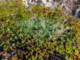 Oxytropis sordida