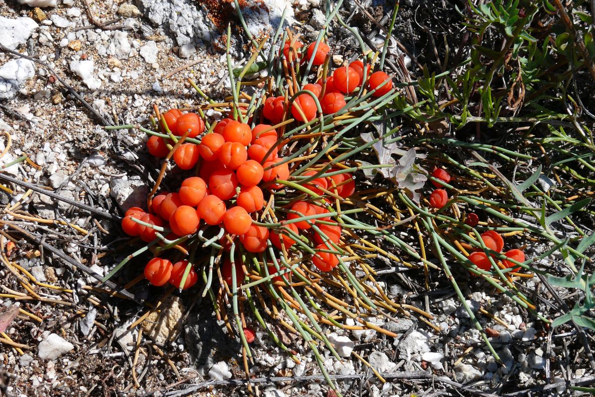 Изображение особи Ephedra monosperma.