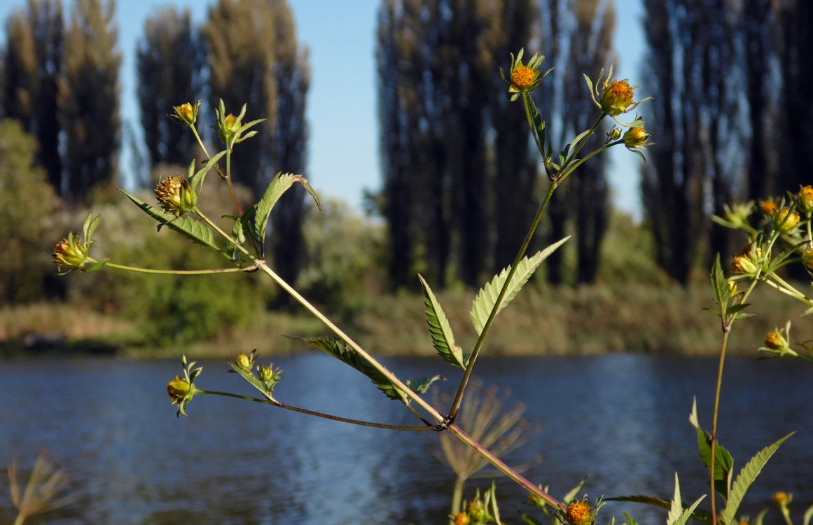 Изображение особи Bidens frondosa.