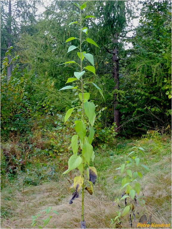 Изображение особи Helianthus tuberosus.