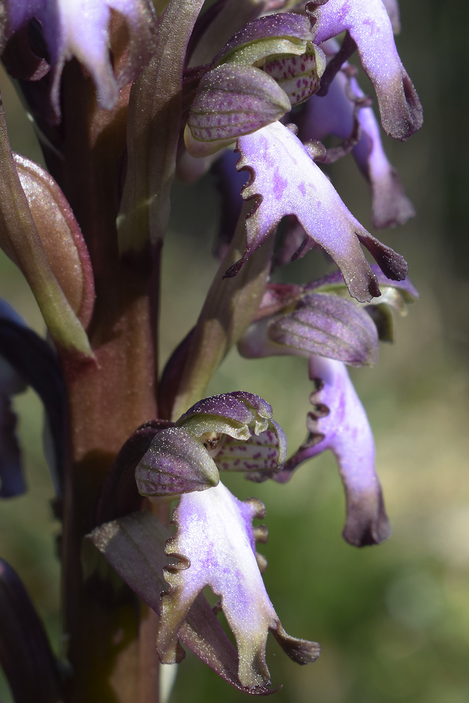 Изображение особи Himantoglossum robertianum.