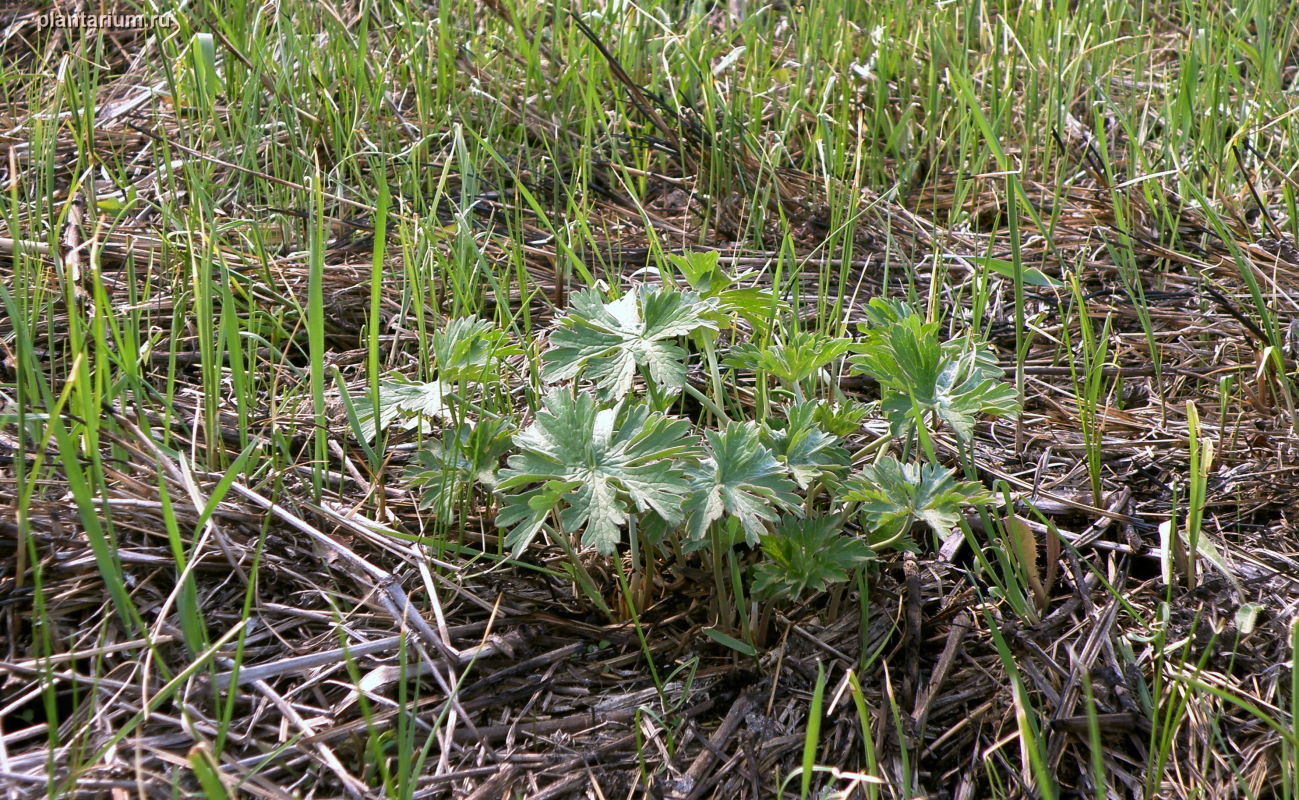 Изображение особи Geranium collinum.