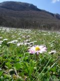 Bellis perennis. Аспект цветущей маргаритки на горном лугу. Крым, Байдарская долина, окр. с. Тыловое. 04.04.2010.