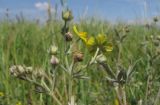 Potentilla impolita. Соцветия с бутонами и цветками. Краснодарский край, Темрюкский р-н, гора Дубовый Рынок, разнотравно-злаковый луг. 17.06.2017.