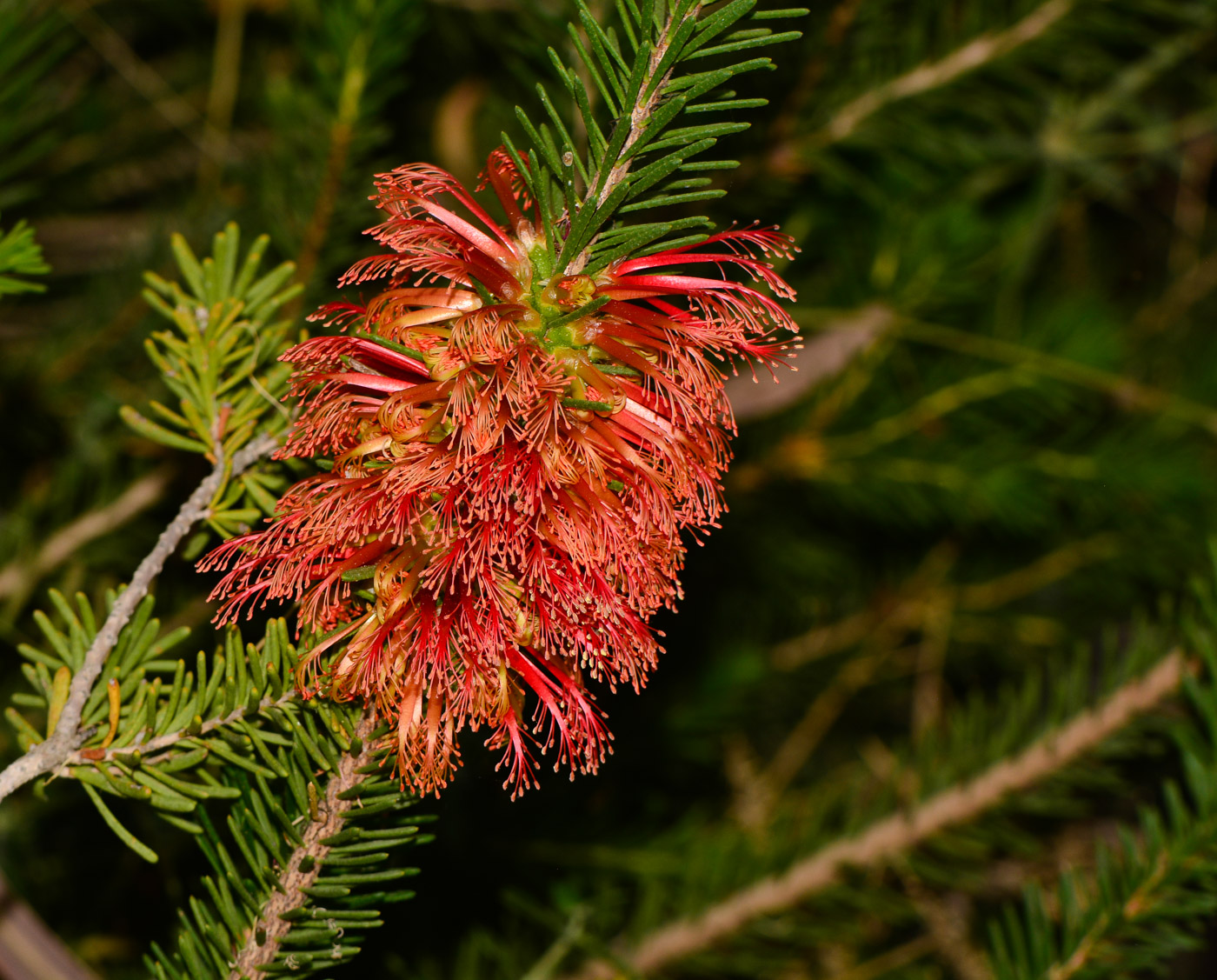 Изображение особи Calothamnus quadrifidus.