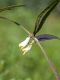 Melampyrum pratense. Часть побега с цветками. Мурманск, Горелая сопка, разреженный воронично-чернично-дёренновый (Empetrum hermaphroditum + Vaccinium myrtillus + Chenopodium suecicum) березняк. 30.07.2017.