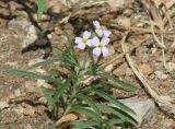 Dontostemon integrifolius