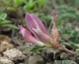 Astragalus buschiorum. Цветок. Дагестан, Унцукульский р-н, долина Ирганайского вдхр., ок. 700 м н.у.м., каменистое место. 11.05.2018.