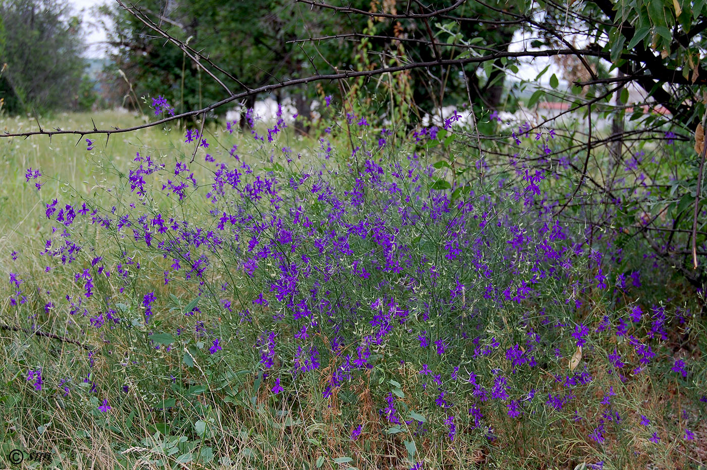 Изображение особи Delphinium consolida.