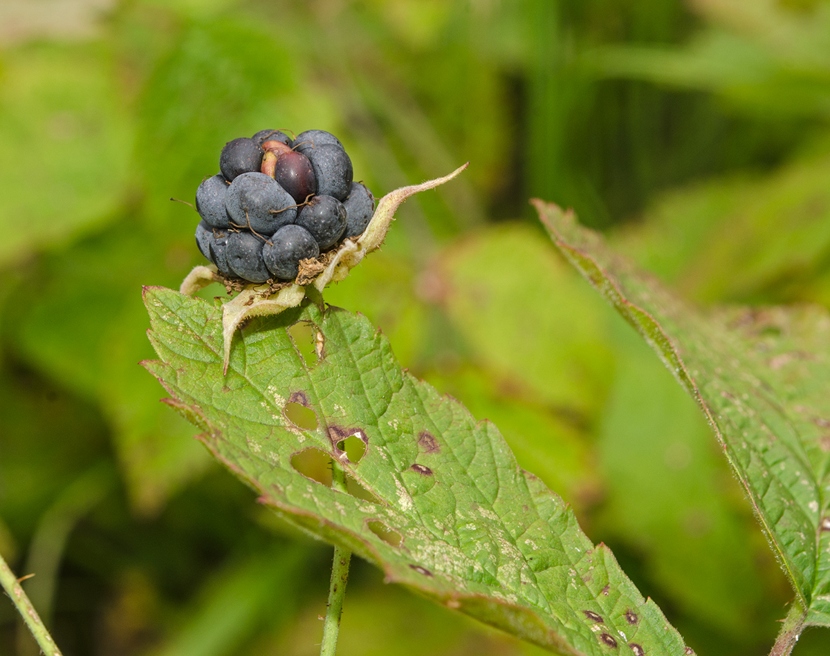 Изображение особи Rubus caesius.