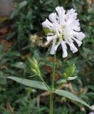 Saponaria officinalis форма pleniflora. Верхняя часть цветущего растения (махровая форма). Узбекистан, г. Ташкент, Юнусабадский р-н, окр. археологического памятника Актепа Юнусабадская. 27.10.2018.