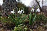 Galanthus plicatus