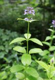 Nepeta manchuriensis. Верхушка цветущего растения. Приморский край, Шкотовский р-н, хр. Большой Воробей, выс. 880 м н.у.м., сырое место в лиственном лесу на хребте. 24.07.2020.