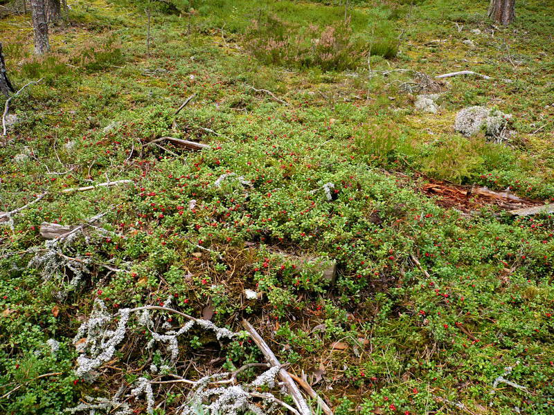 Изображение особи Vaccinium vitis-idaea.