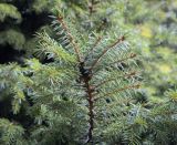 Picea omorika