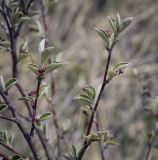 Cotoneaster melanocarpus