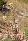 Pedicularis ludwigii