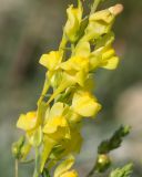 Linaria genistifolia. Часть соцветия. Краснодарский край, м/о г. Новороссийск, Маркотхский хр., пер. Неберджаевский, ≈ 450 м н.у.м., на месте старого отработанного мергелевого карьера. 30.09.2022.