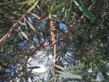 Callistemon citrinus