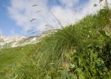 Festuca woronowii. Цветущее растение. Адыгея, Кавказский биосферный заповедник, гора Гузерипль, ≈ 2100 м н.у.м., субальпийский луг. 28.06.2023.