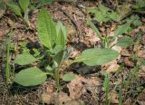 Cynoglossum officinale. Вегетирующее растение. Пермский край, г. Пермь, Дзержинский р-н, м-н Акуловский, липовый лес. 13.05.2023.