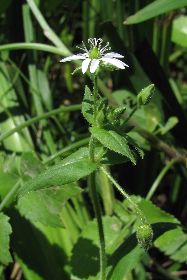 Изображение особи Myosoton aquaticum.