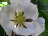 Sinopodophyllum hexandrum