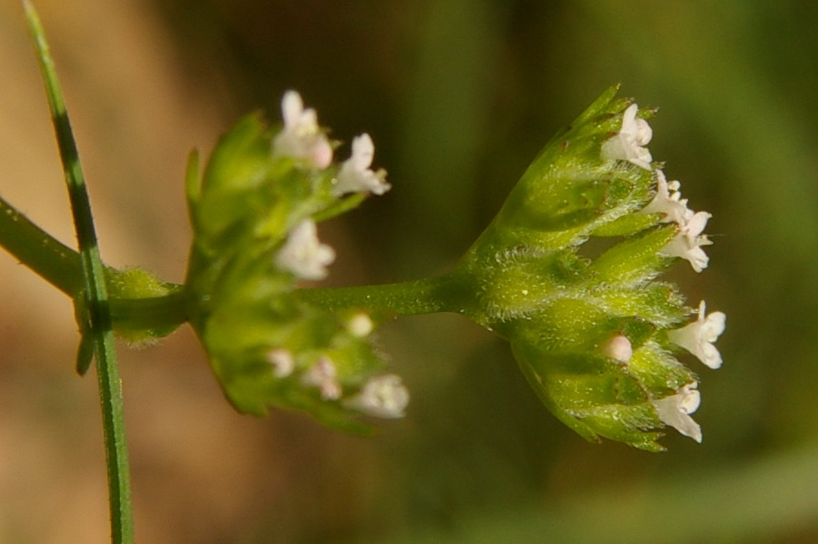 Изображение особи Valerianella dentata.