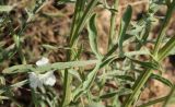 Centaurea salonitana