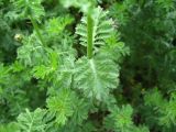 Anthemis melanoloma