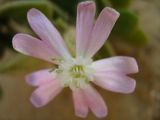 Silene succulenta. Венчик цветка. Израиль, Шарон, г. Герцлия, высокий берег Средиземного моря. 01.04.2008.