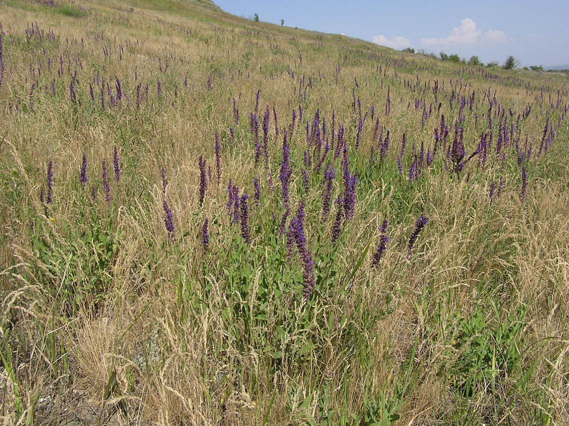 Изображение особи Salvia tesquicola.