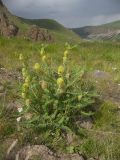 Astragalus maximus