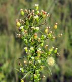 Conyza canadensis