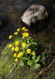 Caltha palustris