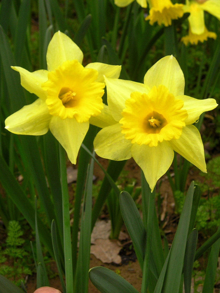 Image of Narcissus pseudonarcissus specimen.