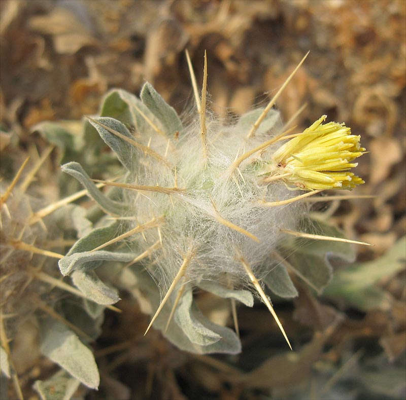 Изображение особи Centaurea eriophora.
