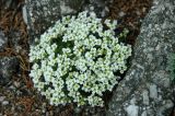 Draba hirta