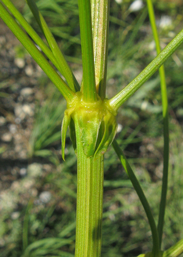Изображение особи Ferulago galbanifera var. brachyloba.