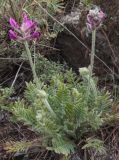 Oxytropis sibajensis