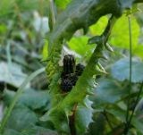 Sonchus arvensis