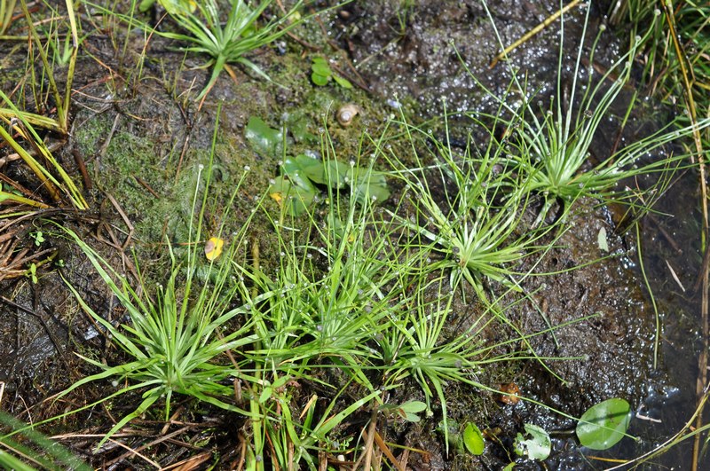 Изображение особи Eriocaulon chinorossicum.