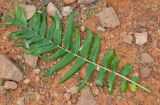 Boswellia elongata. Лист. Сокотра, плато Хомхи. 29.12.2013.