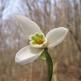 Galanthus alpinus. Цветок. Краснодарский край, Новороссийский р-н, гора Рябкова, каменистый склон, дубово-грабовый лес. 23.02.2014.