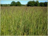 Calamagrostis epigeios. Сообщество зацветающих растений. Чувашия, окр. г. Шумерля, ст. Кумашка, Соколова поляна. 27 июня 2009 г.