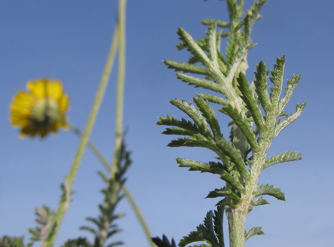 Изображение особи Anthemis tinctoria.